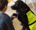 Πρωτοποριακή έρευνα για να βοηθηθούν από τους σκύλους οι χρόνια πάσχοντες